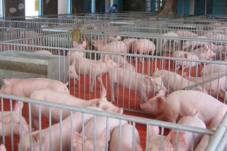 3月份能繁母猪及生猪存栏创十年最低，养殖户复产补栏须谨慎