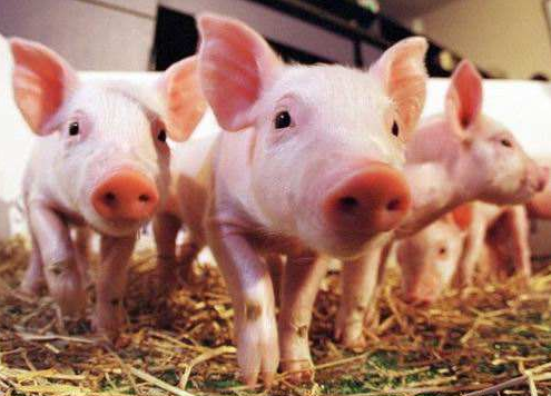 生猪来源和去向要清楚明白，2019年底异常生猪难进屠宰厂