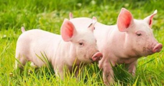 一只猪一直养下去，猪的寿命最长到底能达多少年？