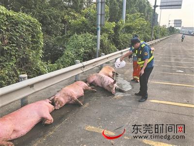 运猪车侧翻 猪“逛”高速，交警路政临时当起“猪倌”