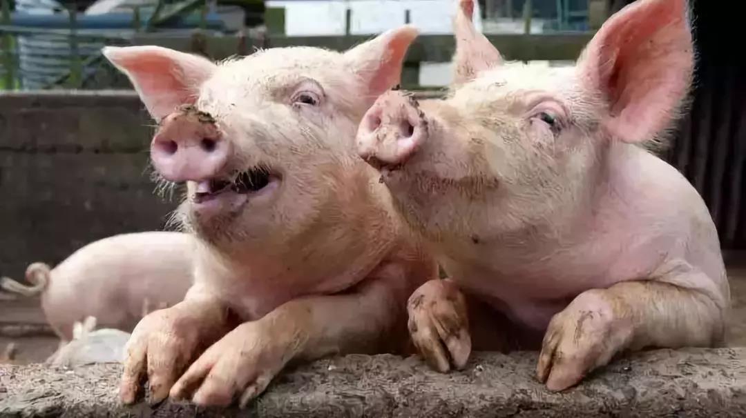 如果中国猪业被非洲猪瘟腰斩只剩4亿头，会发生什么？