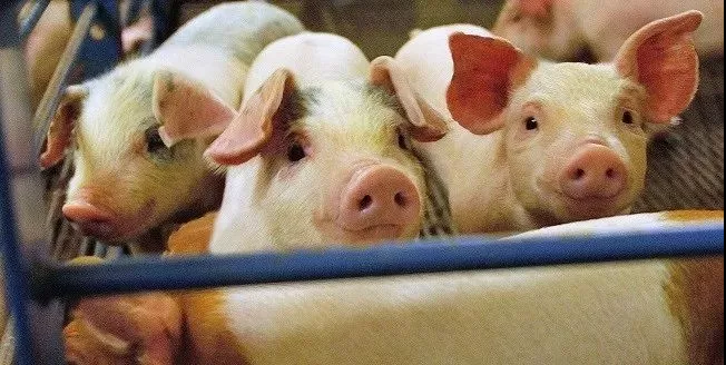 非洲猪瘟冲击全球蛋白市场，禽肉进口商或成最大受益者
