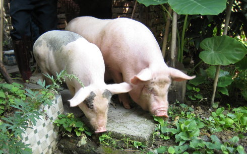暂停从加拿大进口猪肉？中国非瘟肆虐致生猪存栏锐减1.3亿头！