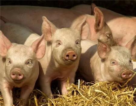 猪胃食滞的发病原因以及防治措施，多半是饲养不当所致