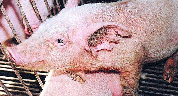 猪光吃不长，猪疥螨病往往被养猪人忽视