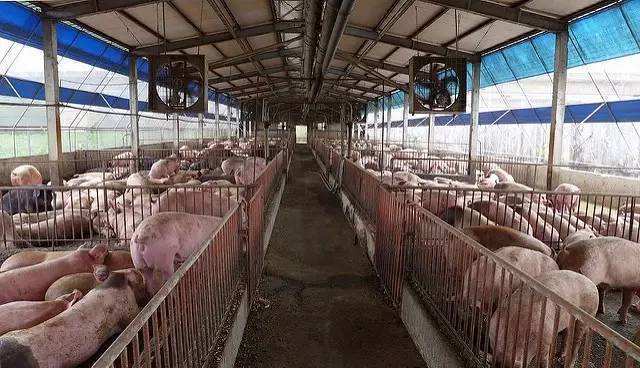 意大利5年内9000家养猪场关闭，平均每天关闭4家