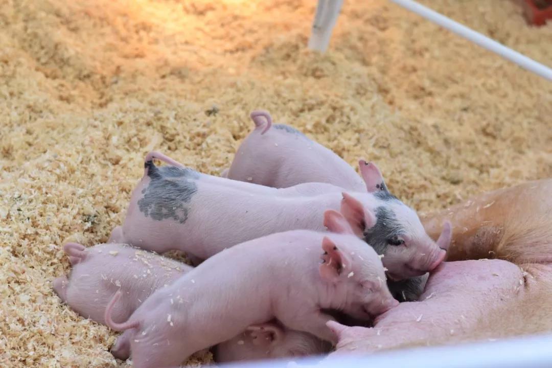 茂名生猪减少179万头，韶关增加112万头 广东养猪规划出炉，粤北承接更大产能