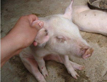 兽医迅速诊断5类猪病，帮您猪场获得更大利润