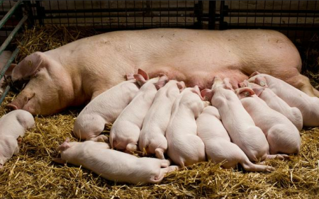 围产期母猪产前产后如何饲护理？综合症如何防治？