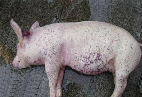 流行病学调查：仔猪日益消瘦死亡，可能是猪圆环病毒病在作祟