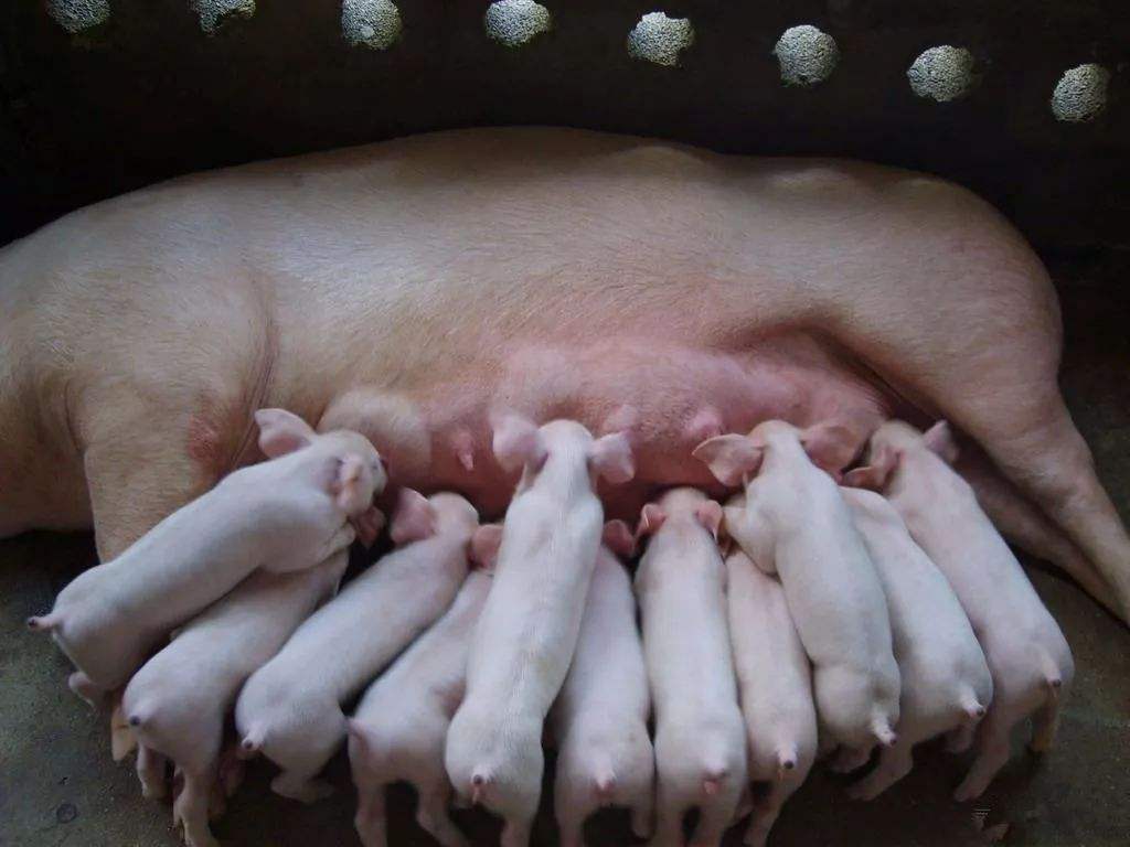 警惕猪产房的这6种情况，未及时采取措施或造成仔猪死亡