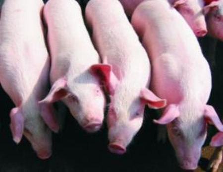 2019年5月08日仔猪价格：20公斤仔猪价格行情走势