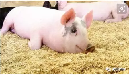 瑞安：下半年每公斤猪肉价格或超40元