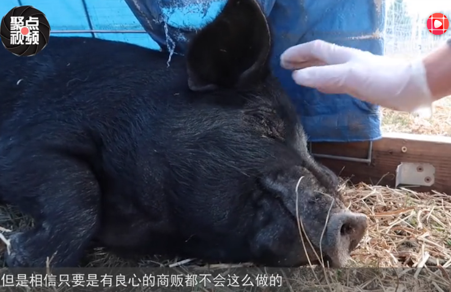 养猪场病死的猪，到底都去了哪里？流水线工人说出真相！