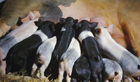 母猪奶水不足的九大临床表现，您的猪场有吗？
