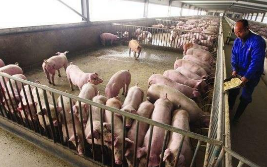“两广”地区抛售生猪越来越严重，听听养殖户们怎么说！