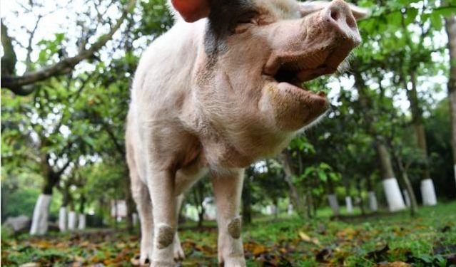 四川博物馆住着一头猪，每天有专人照顾饮食起居