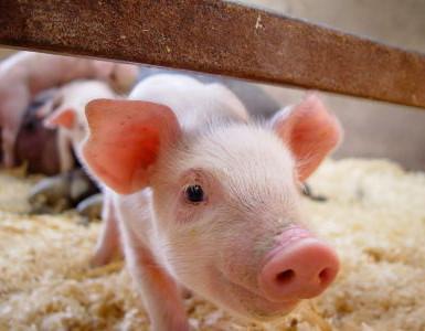 猪料产量大减，猪饲料行业大裁员即将来临！