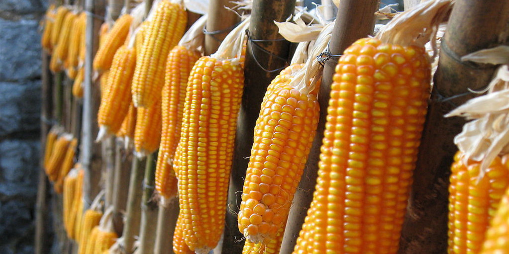 受供给关系影响2019年，中国玉米涨价已经是势在必行！