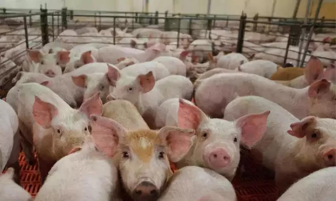 中国生猪存栏将跌20％，非洲猪瘟引发连锁反应家禽企业成最大赢家
