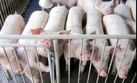 生猪存栏量新低，猪价潜在上涨空间大，养殖户该不该补栏？