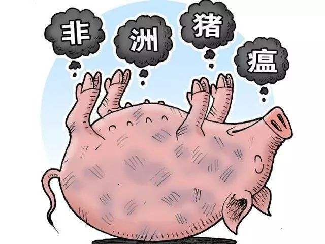 香港查出非洲猪瘟病毒，政府扑杀屠宰场6000头生猪