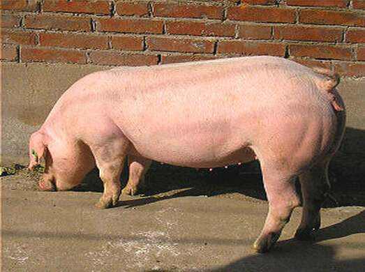 屠宰数千头母种猪用于加工销售 湖南3人被判刑