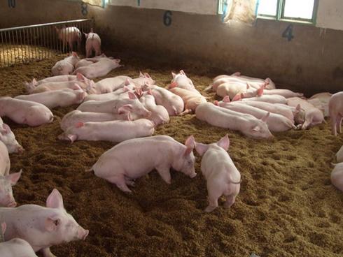 上海市松江区生猪养殖模式调查：种养结合是生态高效养猪的好模式