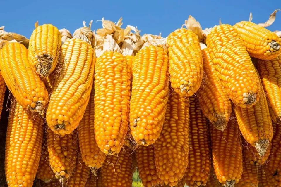 玉米价格连涨，预计到六月份玉米价格将实现三连涨