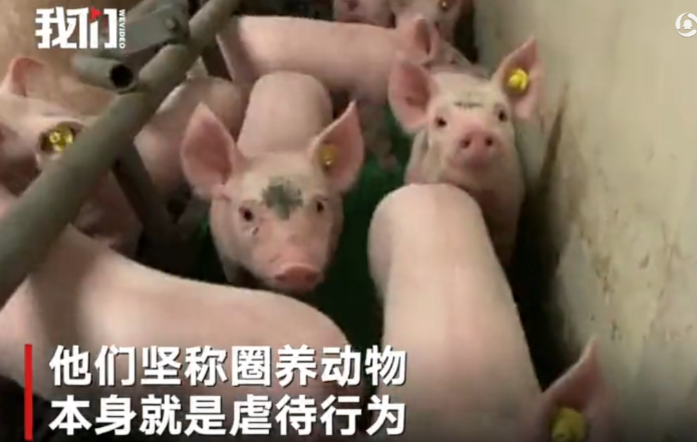 素食主义者在养猪场发起抗议 农民就地烤肉“硬杠”