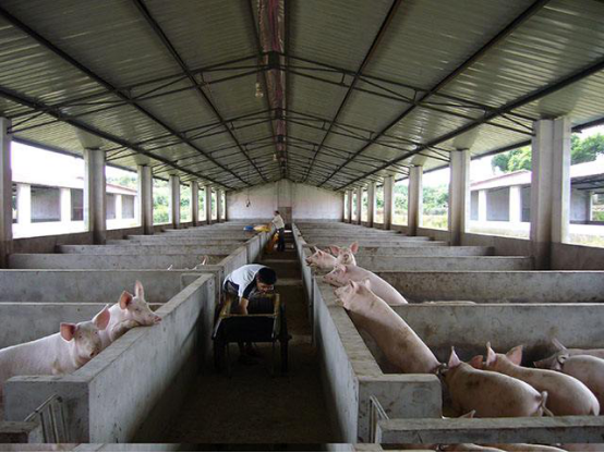 养猪场采用纽恩泰空气源热泵采暖，每天费用仅26.3元