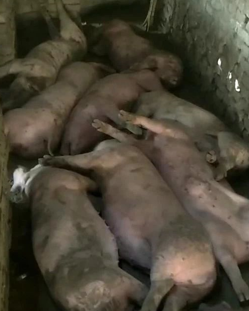 通过猪贩子买的89头仔猪7天死完，损失该谁承担？