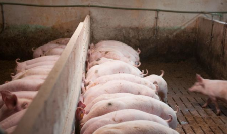 当猪周期遇上非洲猪瘟 预计上涨周期将持续2-3年