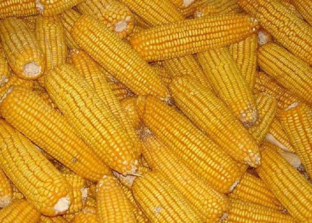 首批400万吨临储玉米将于5月23日拍卖 每吨“身价”上涨200元
