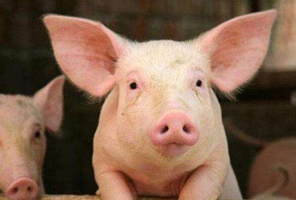农业农村部：4月生猪存栏量同比下降20%