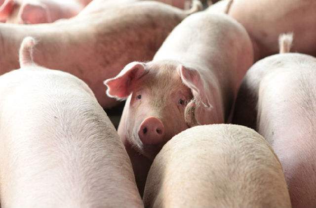 全国促进生猪生产电话会议召开 多省市落实保障市场供应