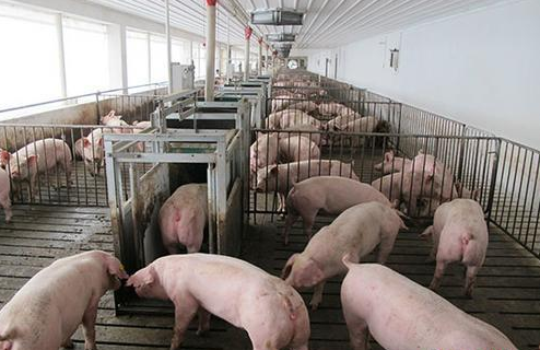 最新消息！贵阳一屠宰场外省调入的生猪排查出非洲猪瘟疫情