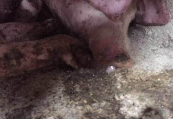 一个疑似猪丹毒案例带来的警示 猪丹毒致猪场损失惨重