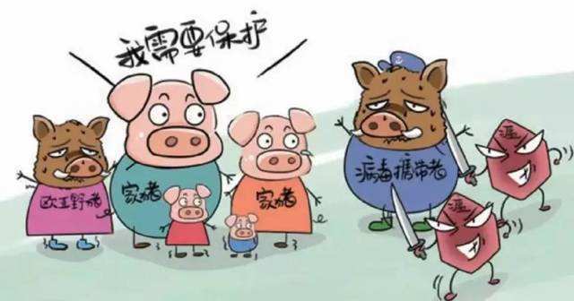 非洲猪瘟再发新疫情！四川省若尔盖县排查出非洲猪瘟疫情