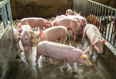 广东规模化比例68.5%，万头猪场305家、年产值亿元畜牧企业252家