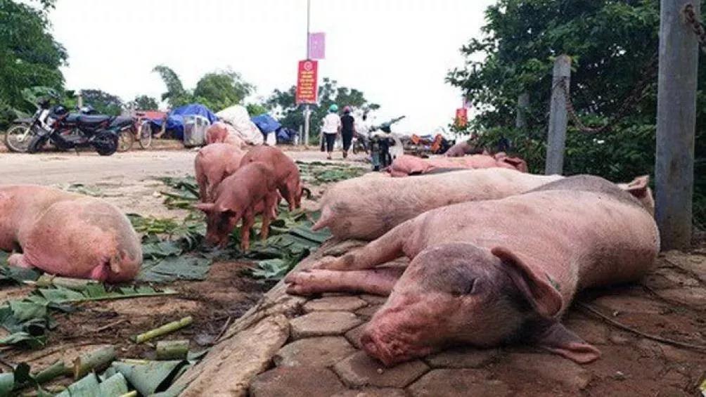 国内4天3起非瘟疫情，越南一天2121起！人造肉能代替猪肉？