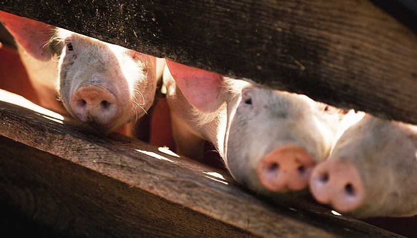 非洲猪瘟防控方案新观点 夏季面临最大的传播风险