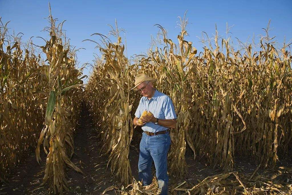 美国农业危机继续 玉米种植率创历史同期新低