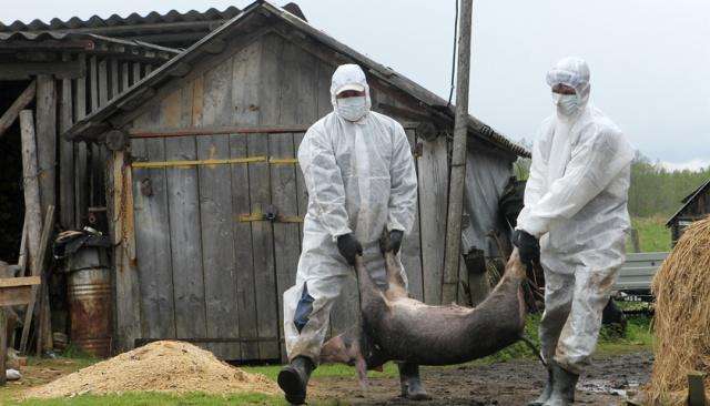 雨季加剧非洲猪瘟传播速度 越南已累计扑杀170万头病猪