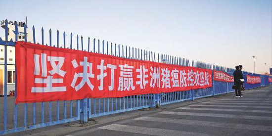 非洲猪瘟肆虐、百万头生猪遭扑杀，养殖户：猪若安好，便是晴天