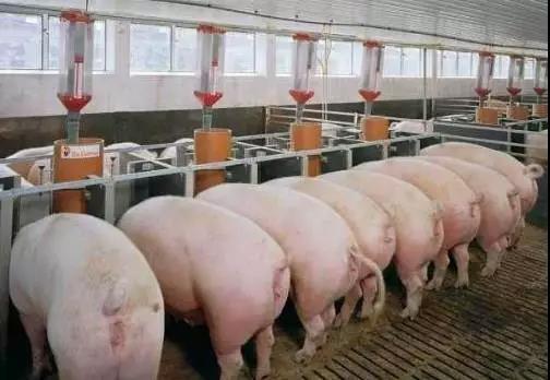 韶关市养猪行业协会：专业炒猪团伙制造恐慌 低价收猪