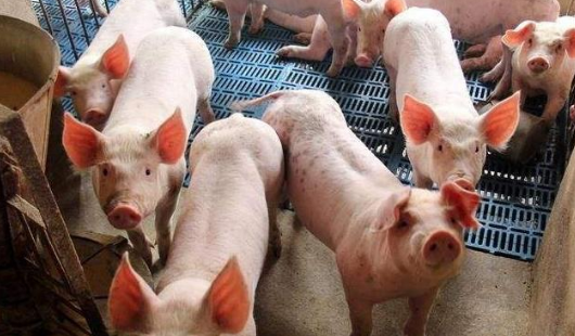 全国生猪价格小幅提升 后期猪价上涨或将持续