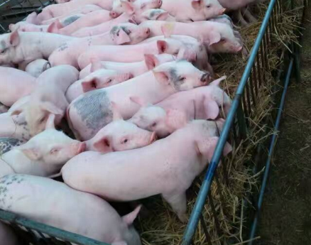 集贸市场定点监测 仔猪价格上涨