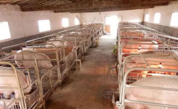 保护好种猪和母猪是猪场根本 重要的母猪保健方案措施你知道吗？