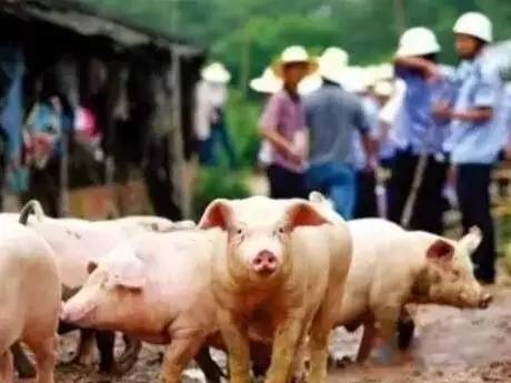 江苏：无锡清退3000散养户，畜禽粪污综合利用率92%